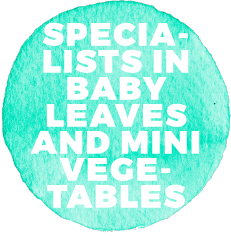Specialists in baby leaves and mini vegetables
