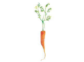 The carrot