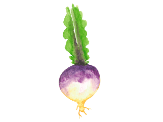 The turnip