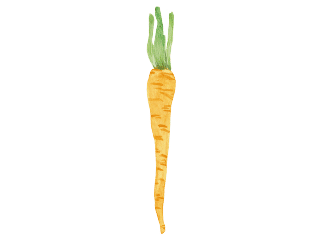 The parsnip