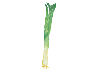 The leek