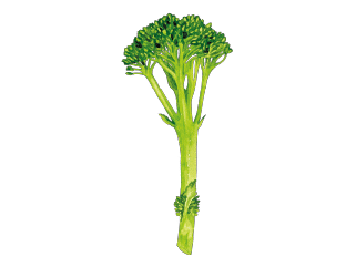 The Bimi<sup><sup>®</sup></sup> broccoli
